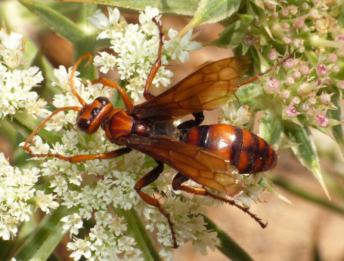 Pompilidae: Cryptocheilus rubellus